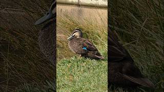 Birdlife  Centennial Park  Sydney  Australia [upl. by Noreik717]