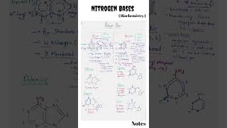 Nitrogen bases  Nitrogen bases purine and pyrimidine  nucleic acid csirnet l Biochemistry [upl. by Yarled979]