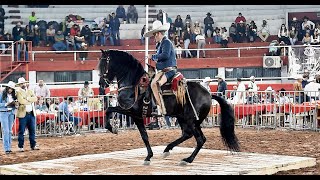 CABALLOS ESPAÑOLES BAILADORES  Expo Ganadera Jalisco 2021 [upl. by Elkcim]