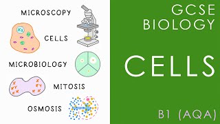 CELL BIOLOGY  GCSE Biology AQA Topic B1 [upl. by Yerffe]