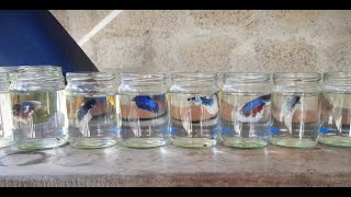 Betta Fish Bottle  Srilankan 🇱🇰 worldoffish769 [upl. by Uwkuhceki]