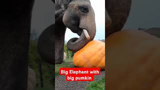 Big Elephant with big pumkin eating whole elephant animals animallover [upl. by Nosyrb]