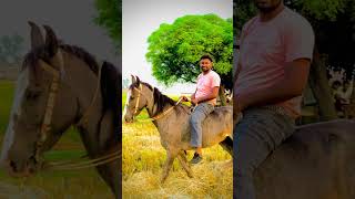 Love sharnjeet hiphop trap like shere sultan funny trending comment music rap [upl. by Enelrac]