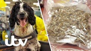 Border Force Sniffer Dog Finds Drugs Hidden in a Package  Heathrow Britains Busiest Airport [upl. by Dreddy]