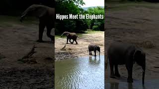 A Group of Hippos Running in the River then Meet the Elephants [upl. by Kwasi]