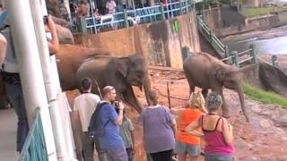 Pinnawala Elephant Orphanage Sri Lanka [upl. by Airlee]