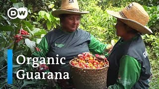 Organic Guaraná in Brazil Indigenous peoples show the way  Global Ideas [upl. by Cullie]