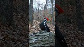 pileated woodpecker territorial call [upl. by Renelle]