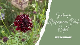 Scabious atropurpurea black knight [upl. by Akinaj]