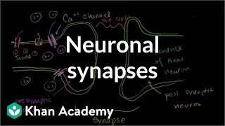 Neuronal synapses chemical  Human anatomy and physiology  Health amp Medicine  Khan Academy [upl. by Davilman226]