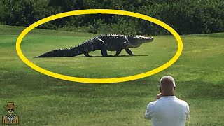 10 CROCODILOS GIGANTES GRAVADOS em VÃDEO [upl. by Catt967]