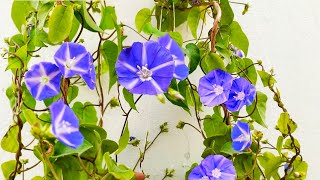 Flowering Vine  Sky Blue Cluster Vine  Jaquemontia How to Grow and Care Jaquemontia [upl. by Shinberg342]