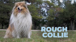 Rough Collie Dog Breed Information 101 4k Video [upl. by Aciraj]