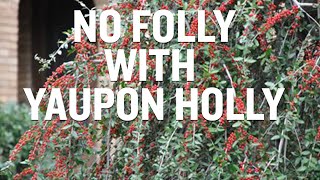 Interesting Facts About Yaupon Holly [upl. by Fricke]