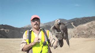 Falconer at the Tajiguas Landfill [upl. by Jasen]