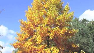 Tulip Poplar Trees [upl. by Ikoek]