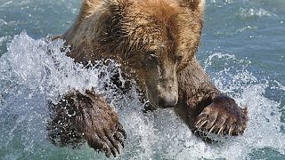 Herzzerreißende Bilder Braunbär steckt tagelang in PlastikFalle  Spanien [upl. by Shelton]