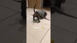 Jump scaring my dachshund gone wrong 🙄dachshund cutedog wienerdogs [upl. by Rumit717]