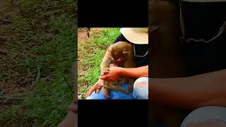 Owner and baby Newborn Floranmonkey puppy shortmonkeysanimal [upl. by Myrvyn]