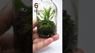 Recycled bottle terrarium after 6 months [upl. by Thirion273]