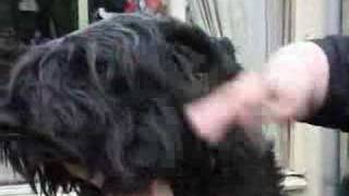 How to Brush a Bouvier [upl. by Astrid750]