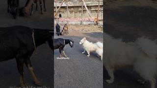 Enga vandhu yaaru kitta🔥🔥🔥 kootifamily goats funnygoats tamil [upl. by Tannenwald]