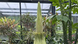 Corpse Flower Livestream [upl. by Montano175]