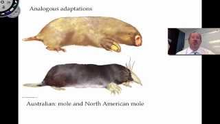 Phylogenies are Inferred [upl. by Piers998]