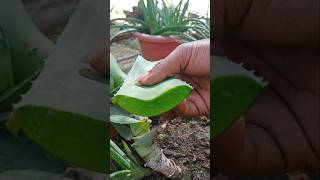 Alovera ke benifit tips sort aloveraplant propagation [upl. by Yehudit]