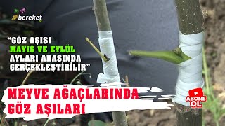 Mükemmel Aşı Nasıl Yapılır   En Sağlam Meyve Ağacı Aşılama Ne Zaman Yapılır [upl. by Abigale]