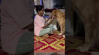 Benji wants to brush his teeth 😅doglover puppy goldenretreiver [upl. by Harvie221]