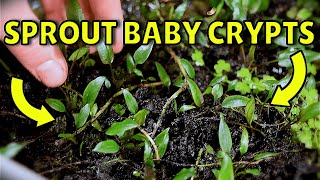 How I Create Unlimited Cryptocoryne Plants Best Method [upl. by Nohsyt621]