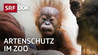 Bedrohte Wildtiere – Artenschutz im Zoo  Fortsetzung folgt  Doku  SRF Dok [upl. by Gruchot]