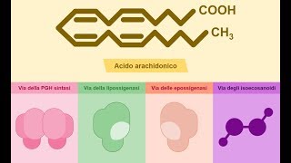 Metaboliti dellacido arachidonico [upl. by Felicity]