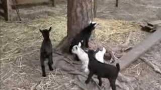 Baby Goats Playing [upl. by Clementi]