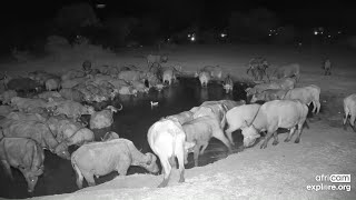 Breeding Herd of Buffalo drinks Nkorho Oct 25 2024 850 PM SAST exploreorg [upl. by Slayton]