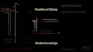 Anatomy and physiology of Kidney [upl. by Annahsor]