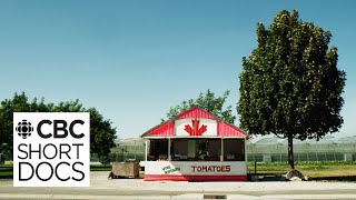 The Ketchup War How Heinz amp French’s turned the ‘Tomato Capital of Canada’ into a battleground [upl. by Cibis]