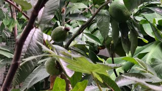 Overwintering tropical fruits in zone 6B [upl. by Lorianne]