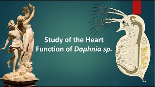 EXERCISE 4 The Scientific Method Daphnia Experiment [upl. by Eidoj638]