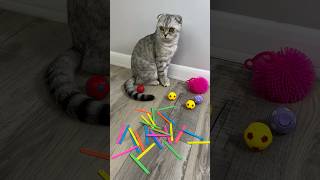 Mila the cat stick 🌈🖍️💖cat part 625 shorts reversevideo cat [upl. by Pihc]