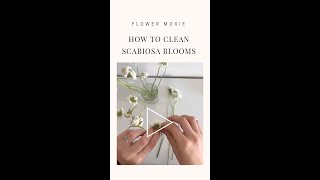 How to Clean Scabiosa Blooms [upl. by Ehsrop]