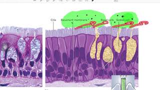 epithelial tissue [upl. by Neille]