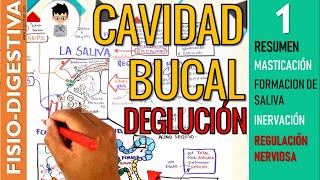 FISIOLOGIA de la CAVIDAD BUCAL MASTICACION Formación de SALIVA INERVACIÓN REFLEJOS  Digestivo [upl. by Emalia]