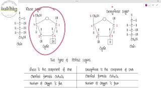 Differences between Ribose amp Deoxyribose sugar [upl. by Hoover739]