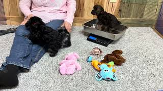 Siris Schnoodle puppies almost ready to go home  November 19 2024 [upl. by Ttocs]