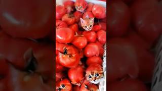 CHOTU KA CAT TOMATO shorts FACTFIREKING [upl. by Oinotla]