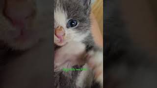 Fluffy dirty nose kitten [upl. by Yelraf]