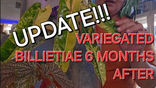 Variegated Philodendron Billietiae Update youtube youtubeshorts plants shortvideo [upl. by Milstone]