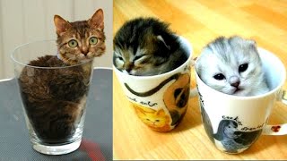 Top 10 Smallest Cats In The World 2020  The Most Smallest Cutest Cats To Ever Live [upl. by Komara]